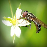 /album/dr-pietro-marsico/photolia-a02-jpg/