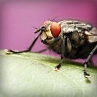 /album/dr-pietro-marsico/photolia-a08-jpg/